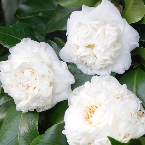 Camellia japonica White Waratah