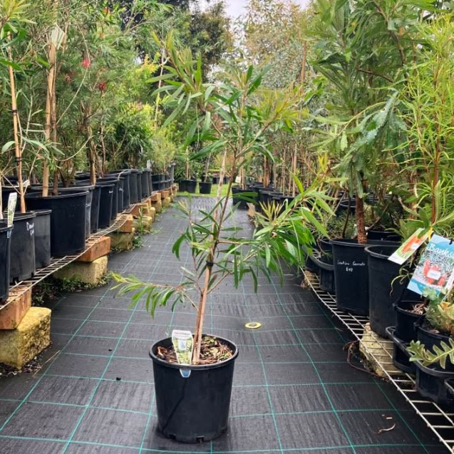 Callistemon viminalis Wilderness White