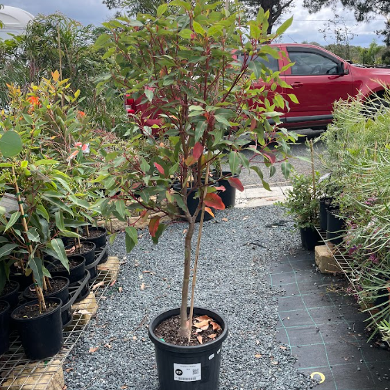 Corymbia ficifolia Wildfire Grafted