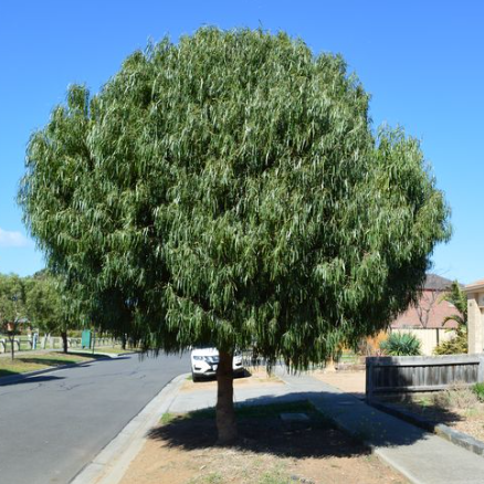 Geijera parviflora Wilga