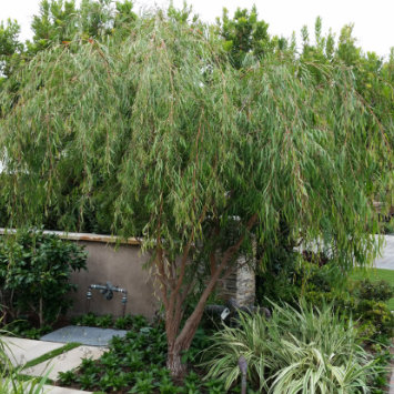 Agonis flexuosa Willow Myrtle