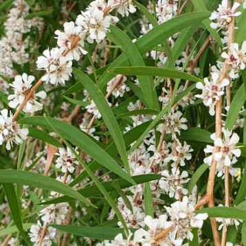 Agonis flexuosa Willow Myrtle