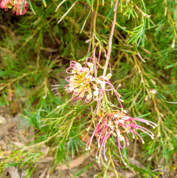 Grevillea Winpara Gold