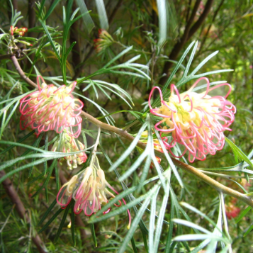 Grevillea Winpara Gold