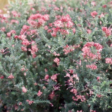 Grevillea lanigera x lavandulacea Winter Delight
