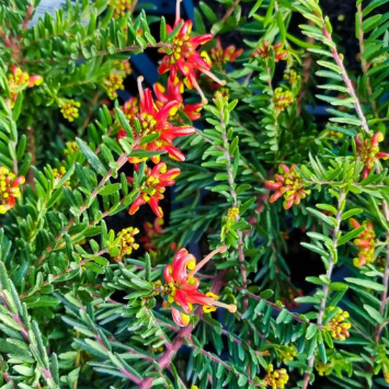Grevillea Winter Flame