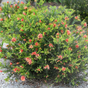 Grevillea Winter Flame