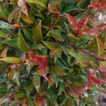 Syzygium australe Winter Lights PBR