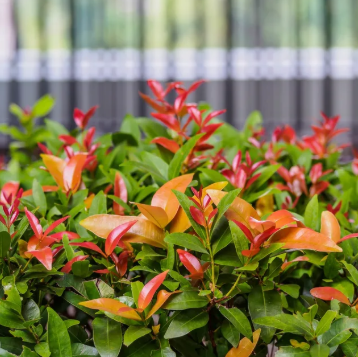 Syzygium australe Winter Lights PBR