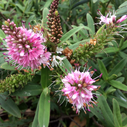 Hebe speciosa Wiri Cloud
