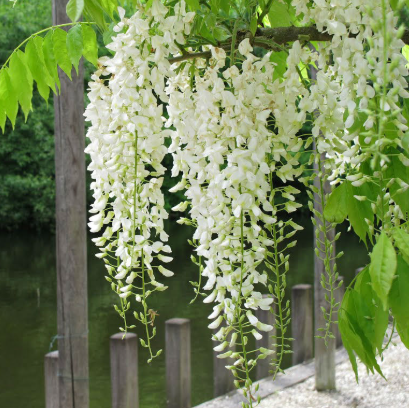 Wisteria sinensis Alba