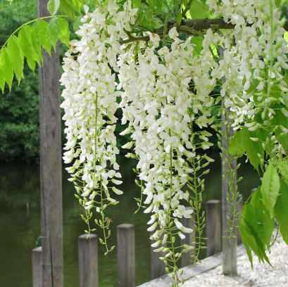 Wisteria floribunda Alba