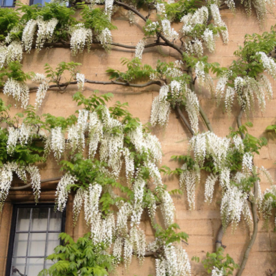 Wisteria sinensis Alba