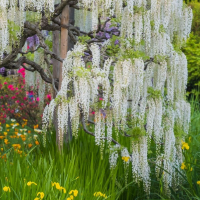 Wisteria sinensis Alba