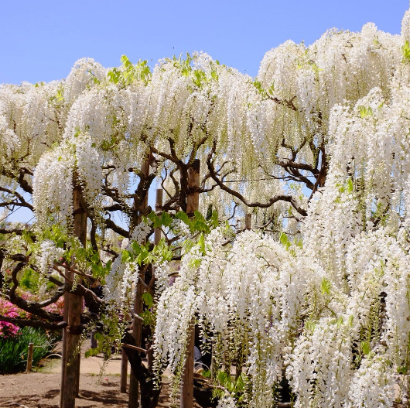 Wisteria floribunda Alba