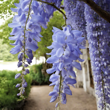 Wisteria sinensis Blue