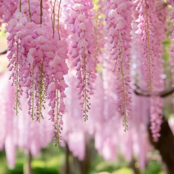 Wisteria floribunda Carnea Pink Japanese Wisteria