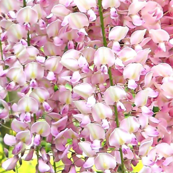 Wisteria floribunda Carnea Pink Japanese Wisteria