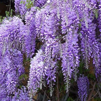 Wisteria sinensis Chinese Wisteria