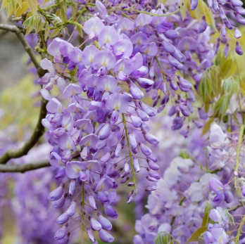 Wisteria sinensis Chinese Wisteria