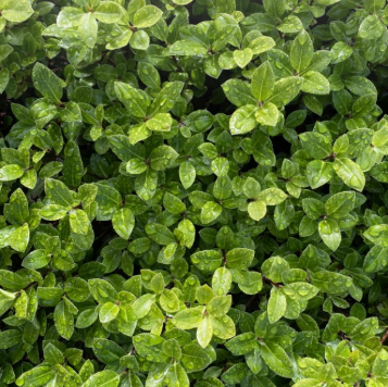 Pittosporum tenuifolium Wonder Screen PBR
