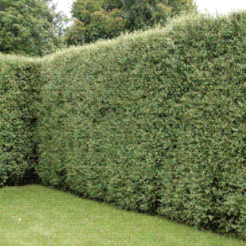 Pittosporum tenuifolium Wonder Screen PBR