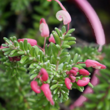 Grevillea lanigera Woolly Bear Hero