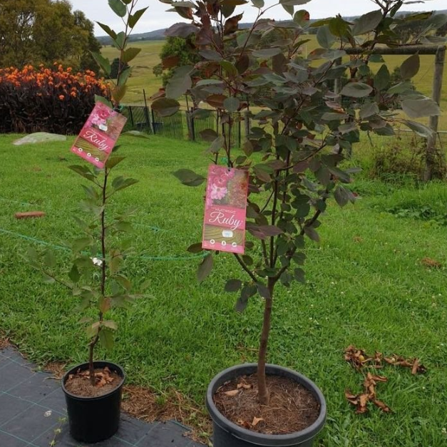 Malus yunnanensis Wychwood Ruby Crab Apple