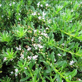 Myoporum parvifolium Yareena PBR