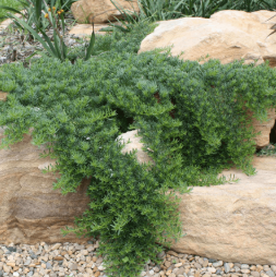 Myoporum parvifolium Yareena PBR