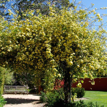 Rosa banksiae Lutea Yellow Banksia Rose