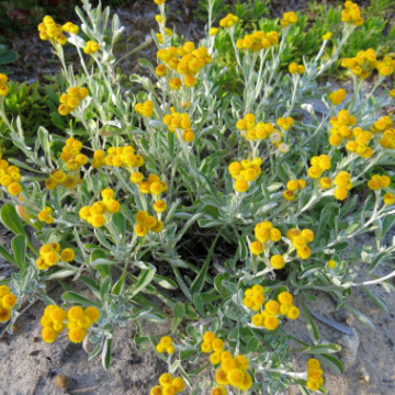 Chrysocephalum apiculatum Yellow Buttons