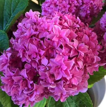 Hydrangea You and Me PBR Perfection