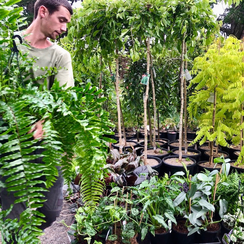 Our nursery is brimming with unusual and new varieties of plants.  We're always adding to our catalogue and we are happy to chase down special requests.