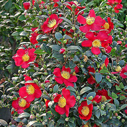Camellia sasanqua Yuletide