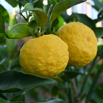 Citrus junos Yuzu Dwarf