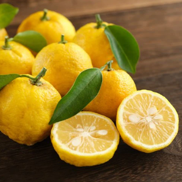 Citrus junos Yuzu