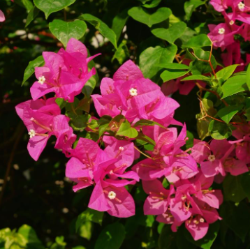Bougainvillea Bambino Zuki