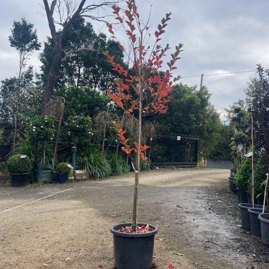 Lagerstroemia Zuni Crepe Myrtle