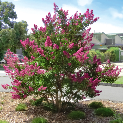 Lagerstroemia Zuni Crepe Myrtle