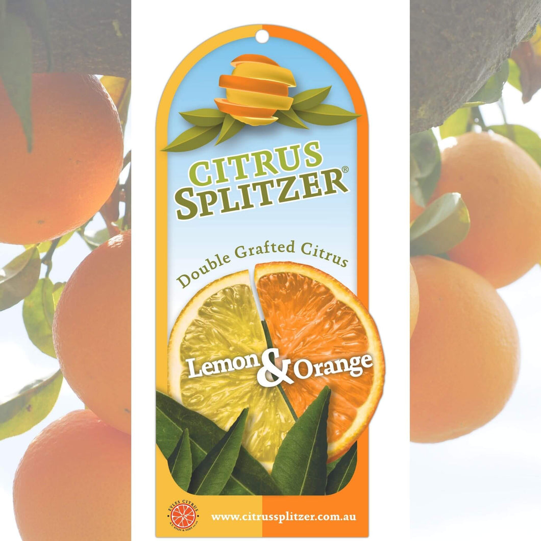 Splitzer Lemon and Orange