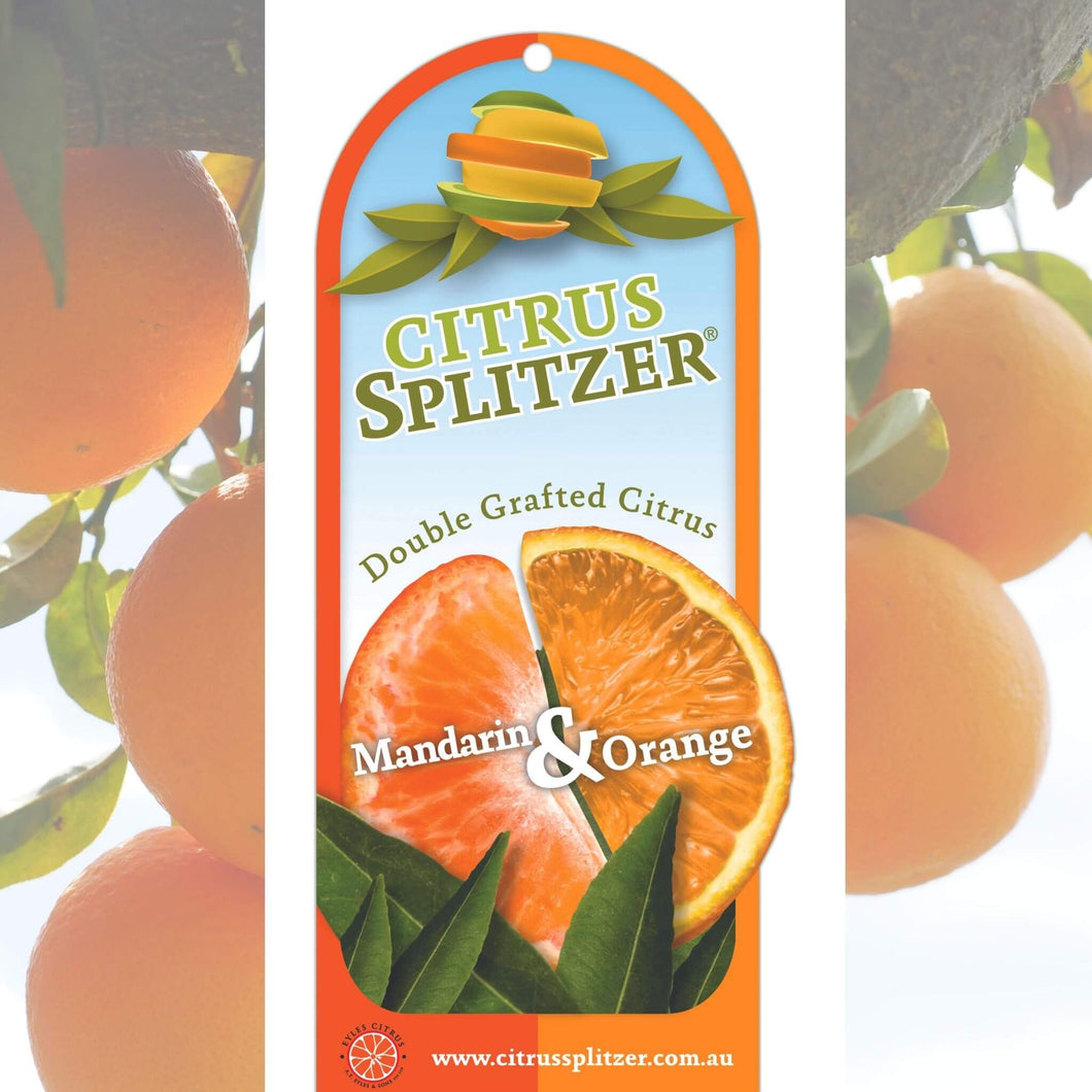 Splitzer Mandarin/Navelina Orange