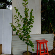 Load image into Gallery viewer, Tilia cordata - Small Leaf Lynden Tree
