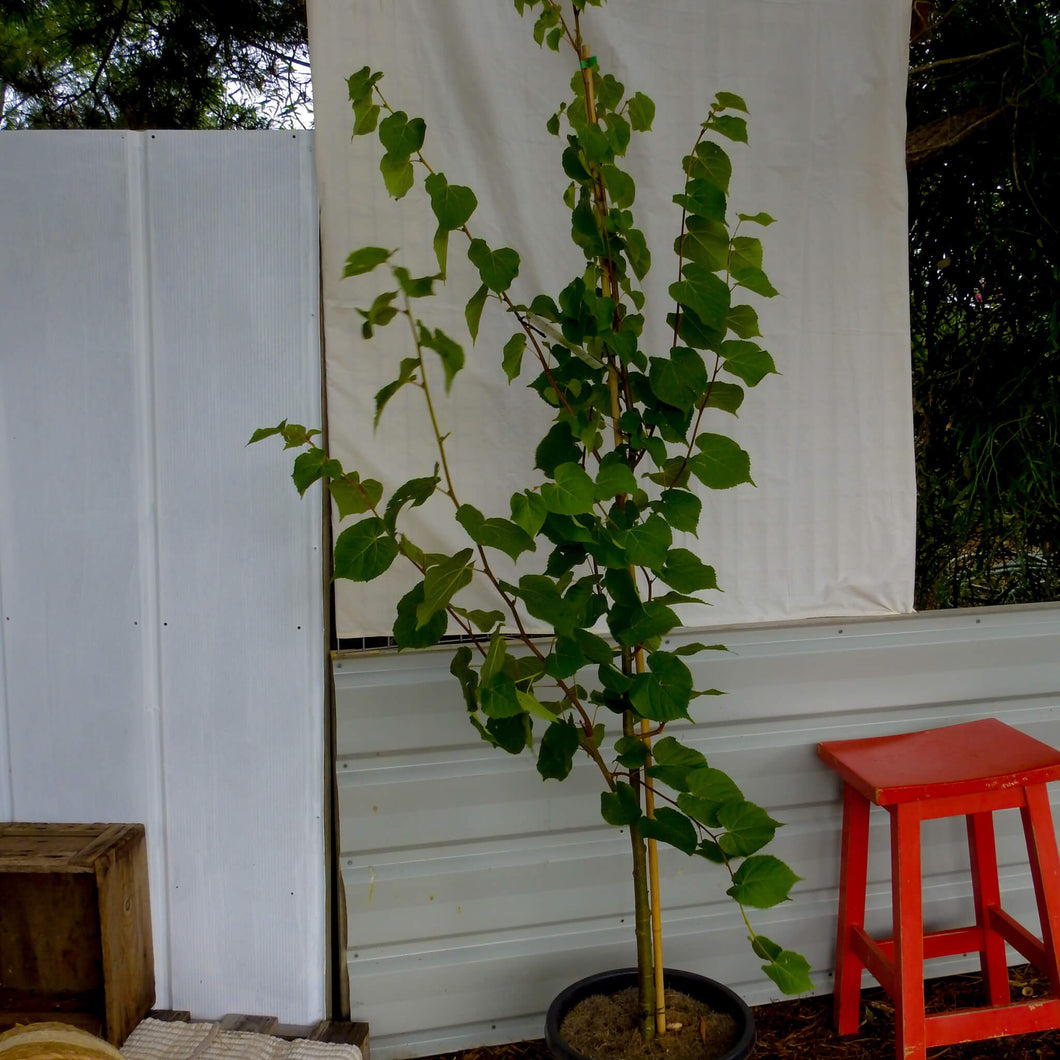 Tilia cordata - Small Leaf Lynden Tree