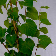 Load image into Gallery viewer, Tilia cordata - Small Leaf Lynden Tree
