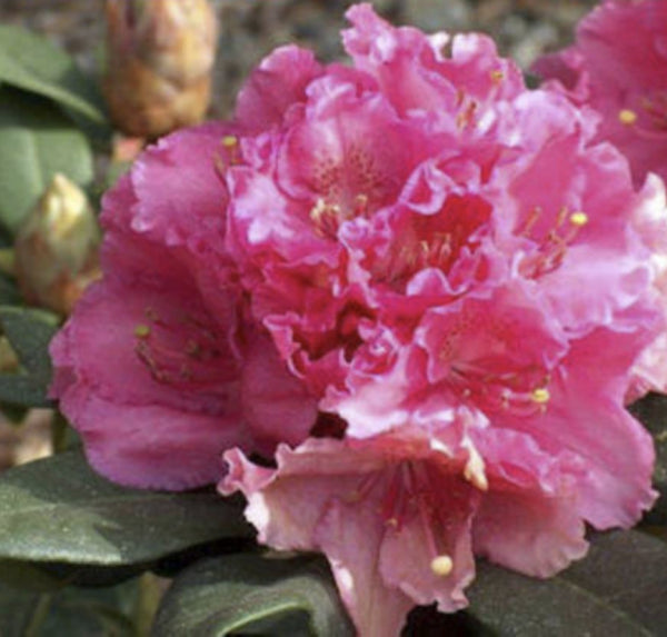 Rhododendron spp. Antoon Van Welie