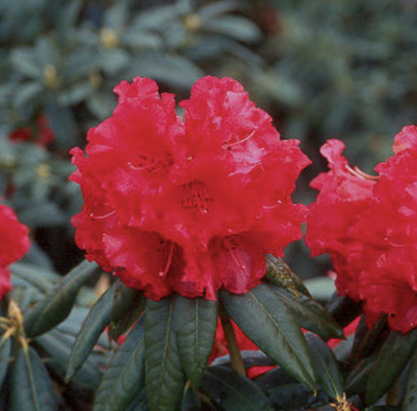 Rhododendron spp. Grace