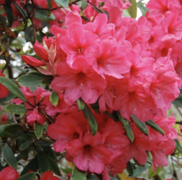 Rhododendron spp. Margaret Mack