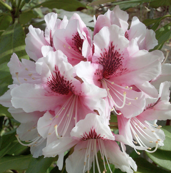 Rhododendron spp. Mrs G W Leak