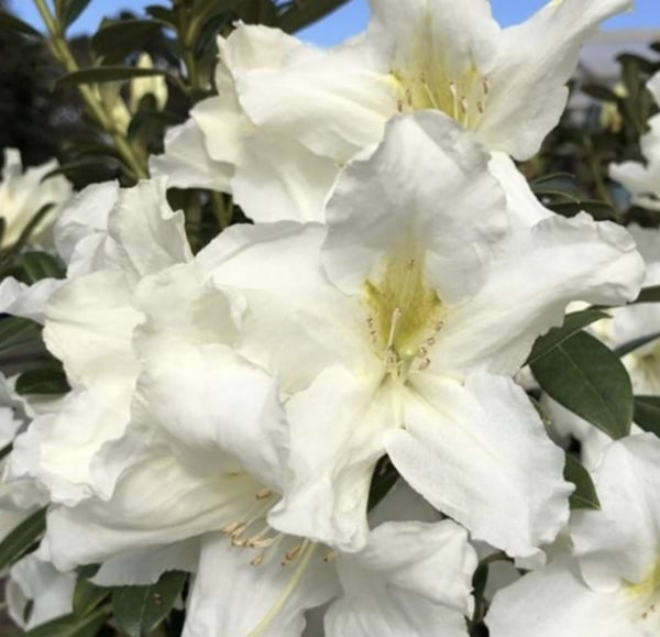 Rhododendron spp. Wedding Gown